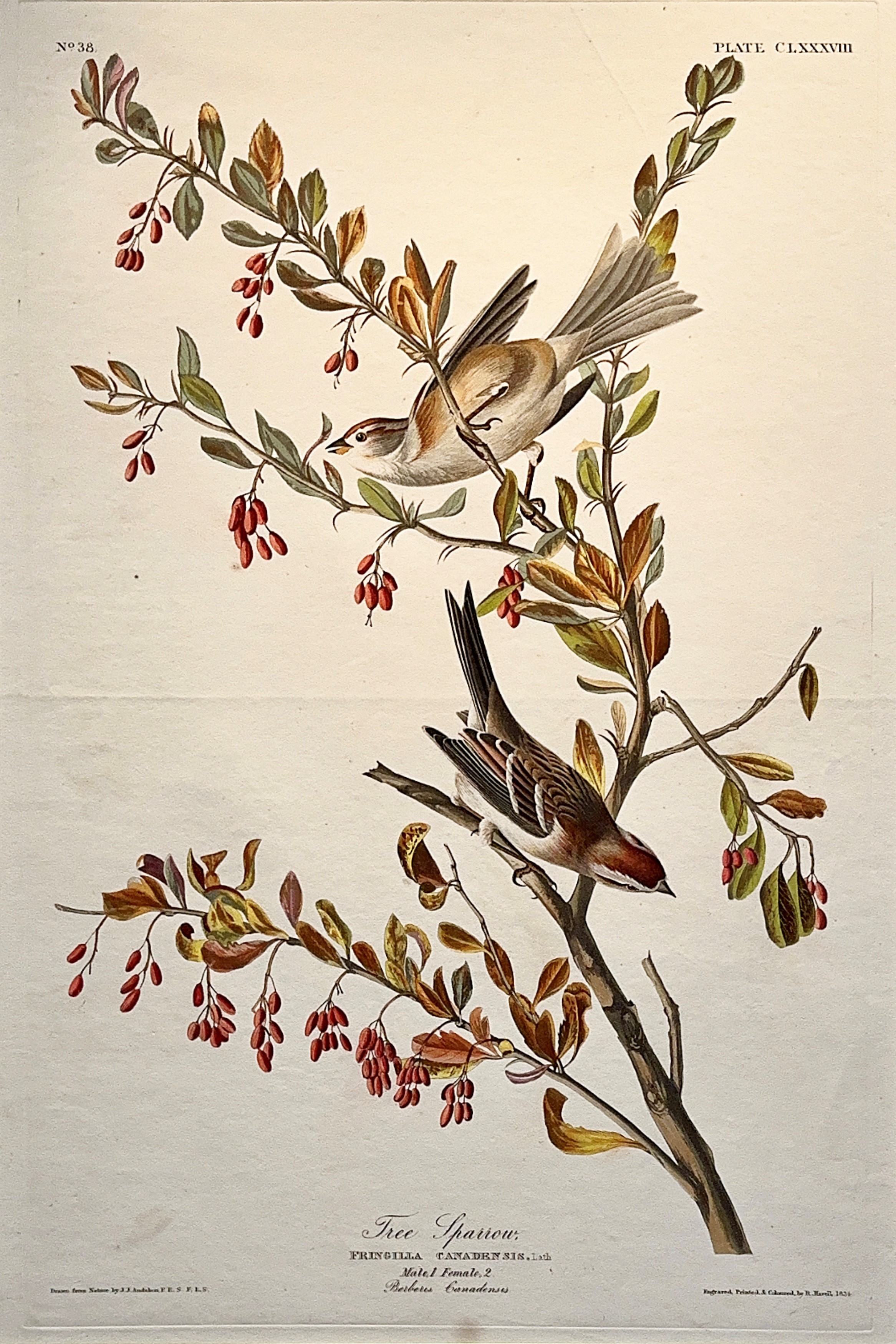 Tree Sparrow print