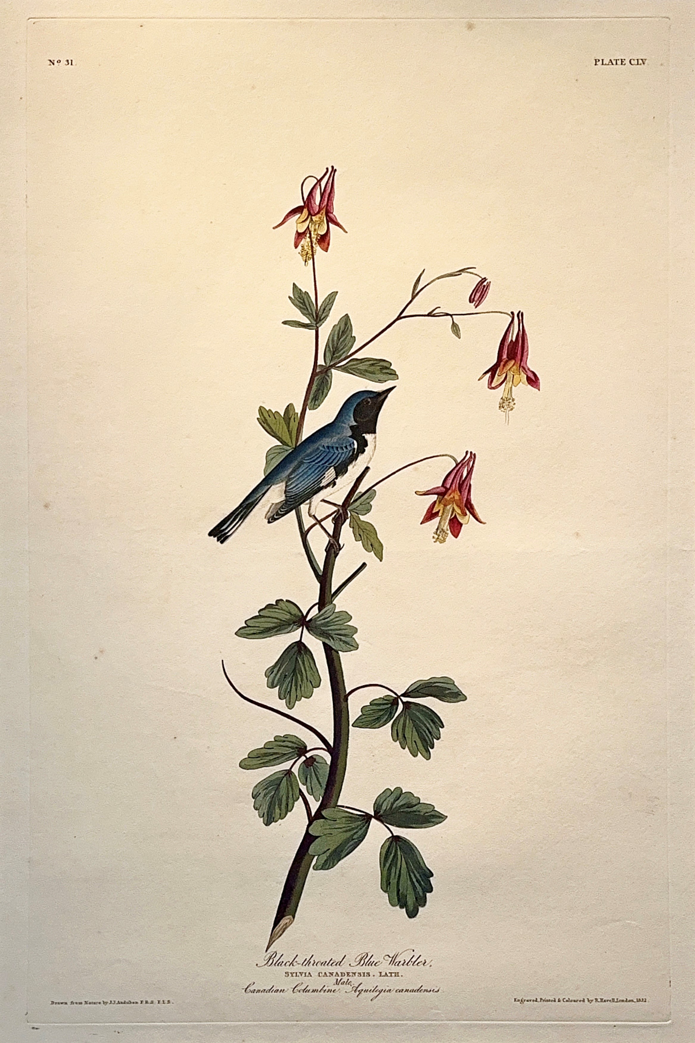Black Throated Blue Warbler print