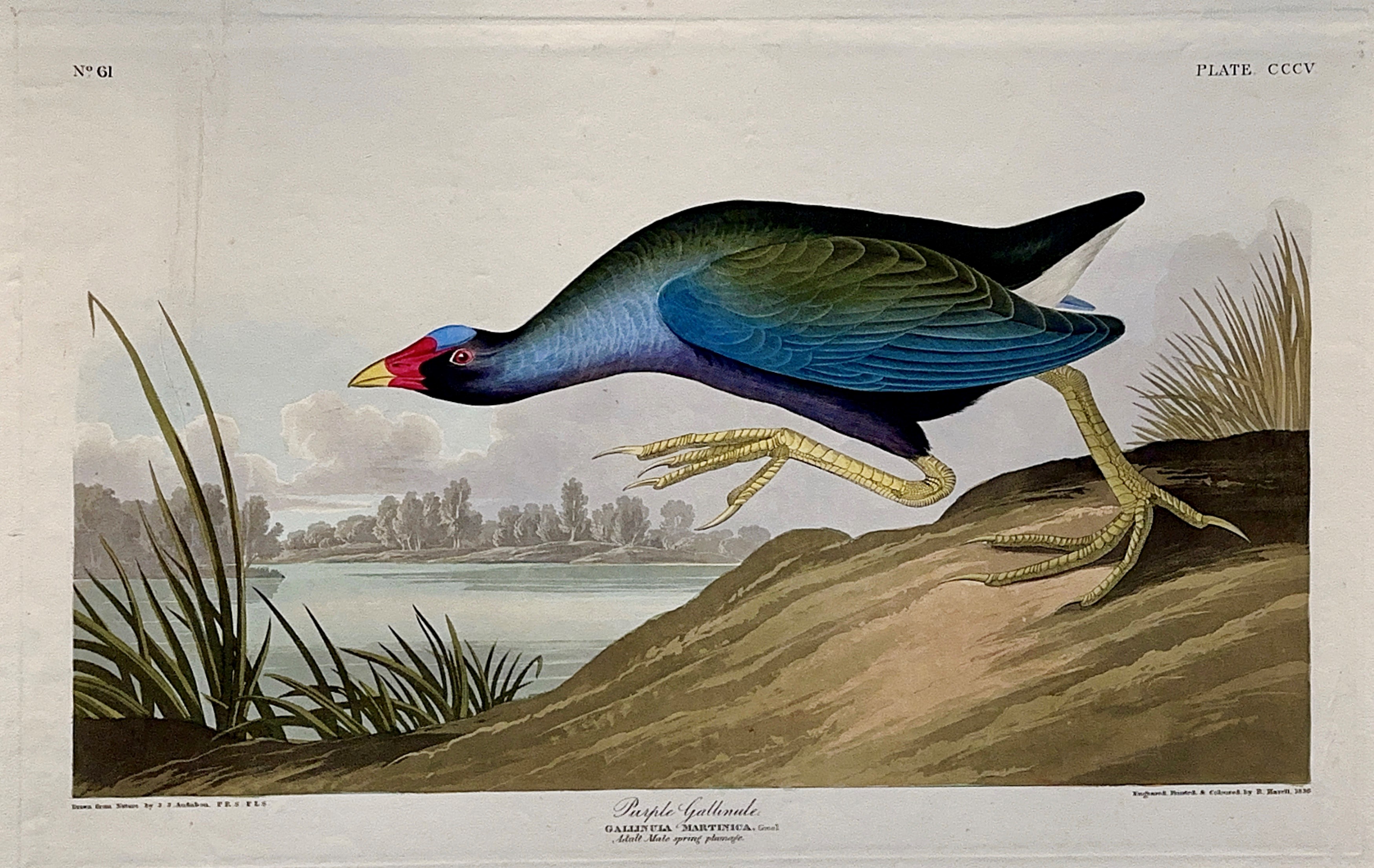 Purple Gallinule print
