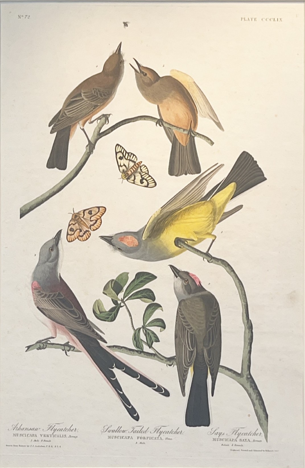 Arkansas Flycatcher