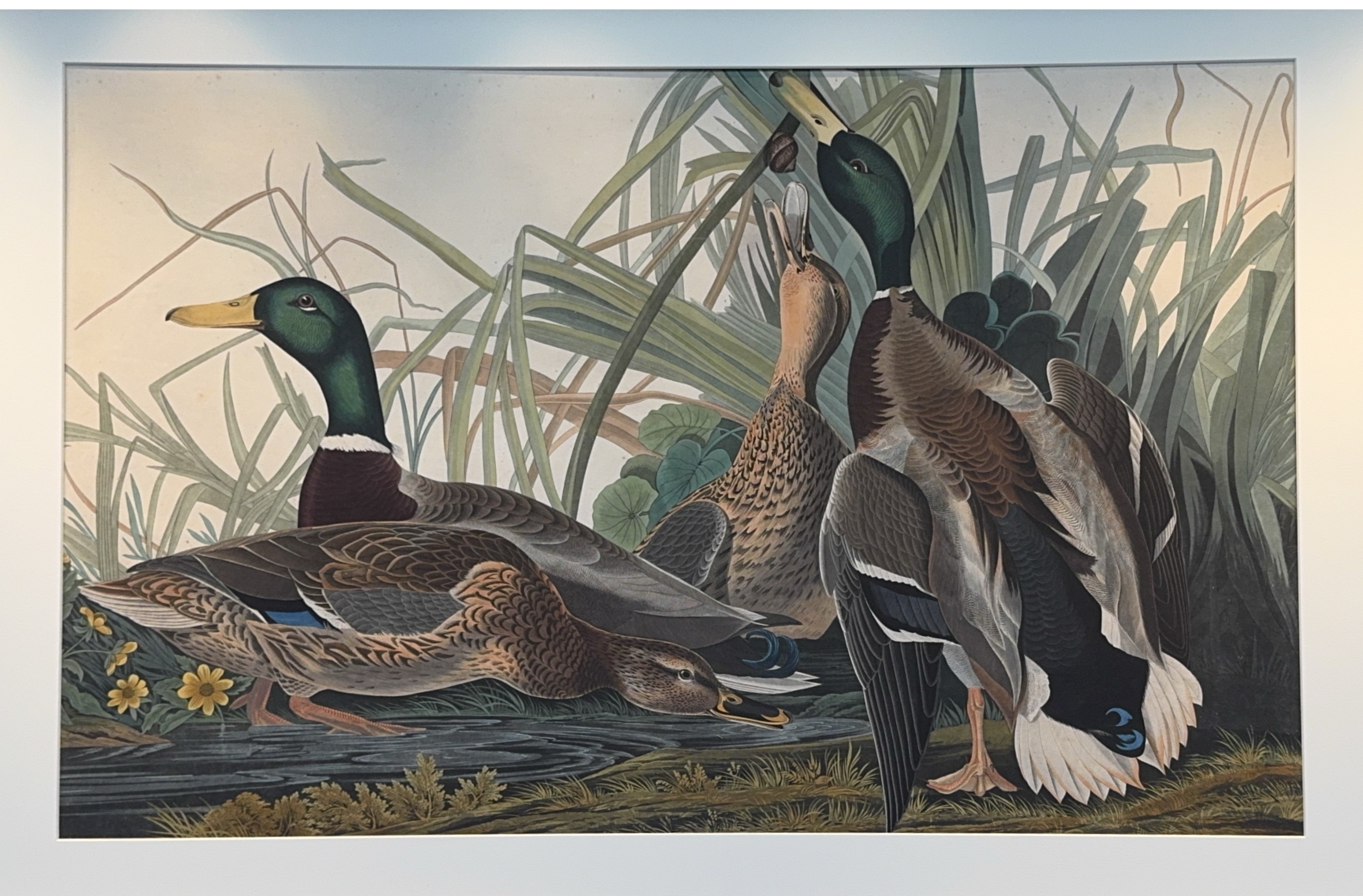 Image of Audubon print of Mallard
