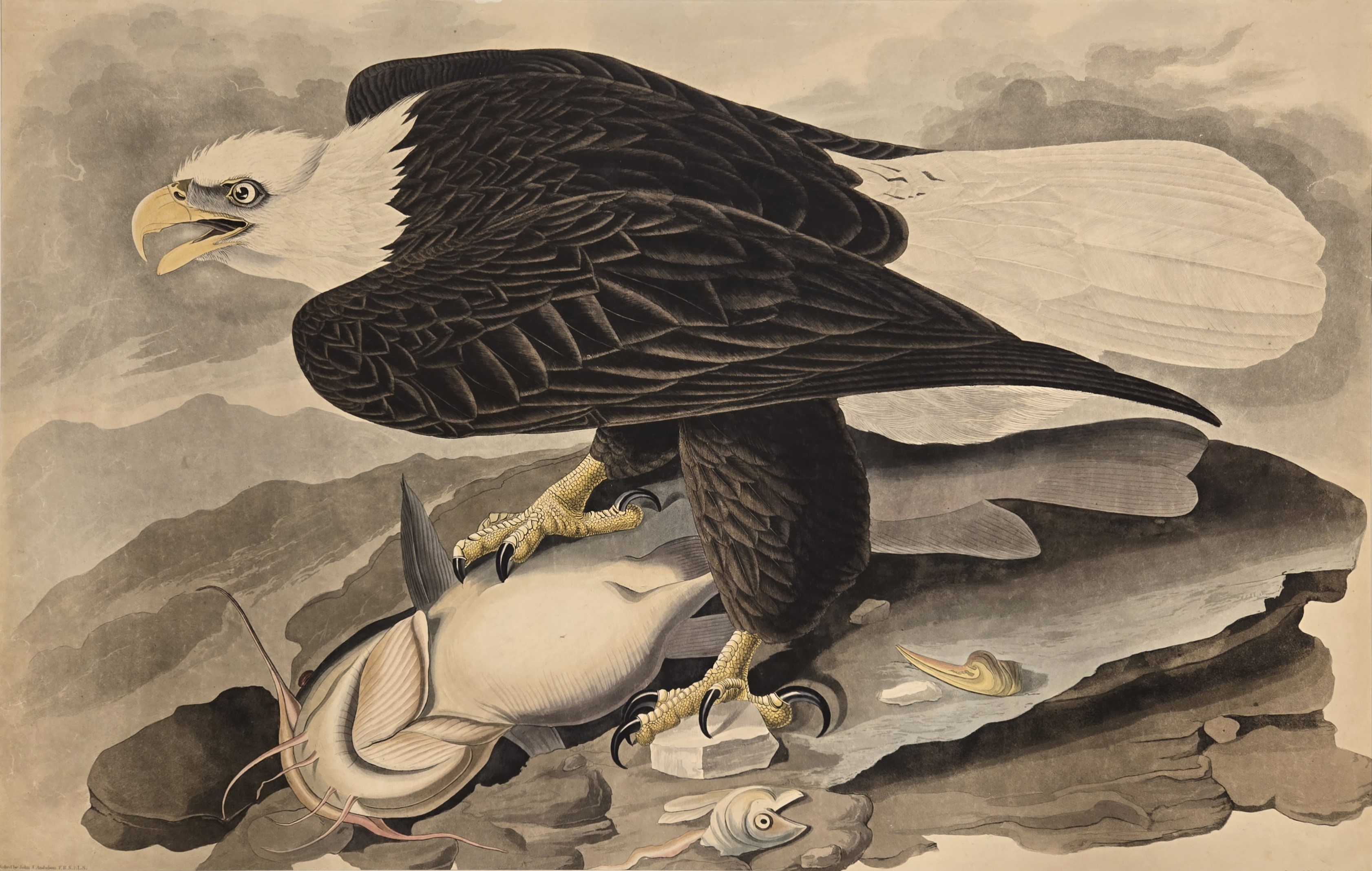 Image of Audubon print of Bald Eagle