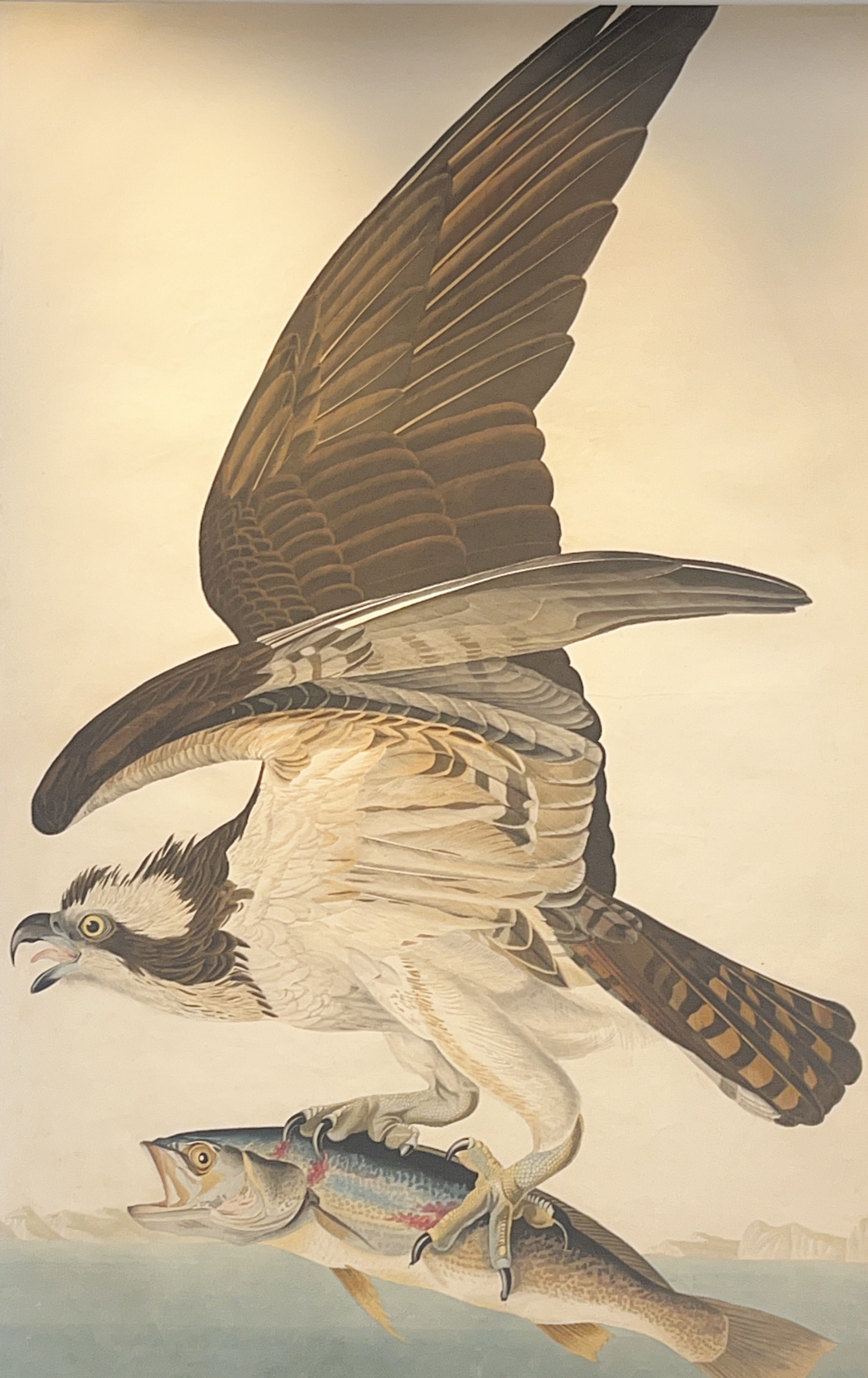 Osprey