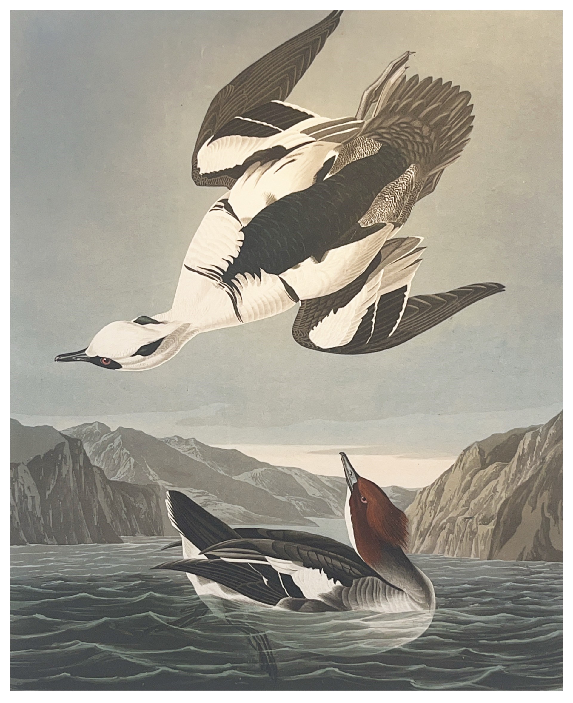 Smew