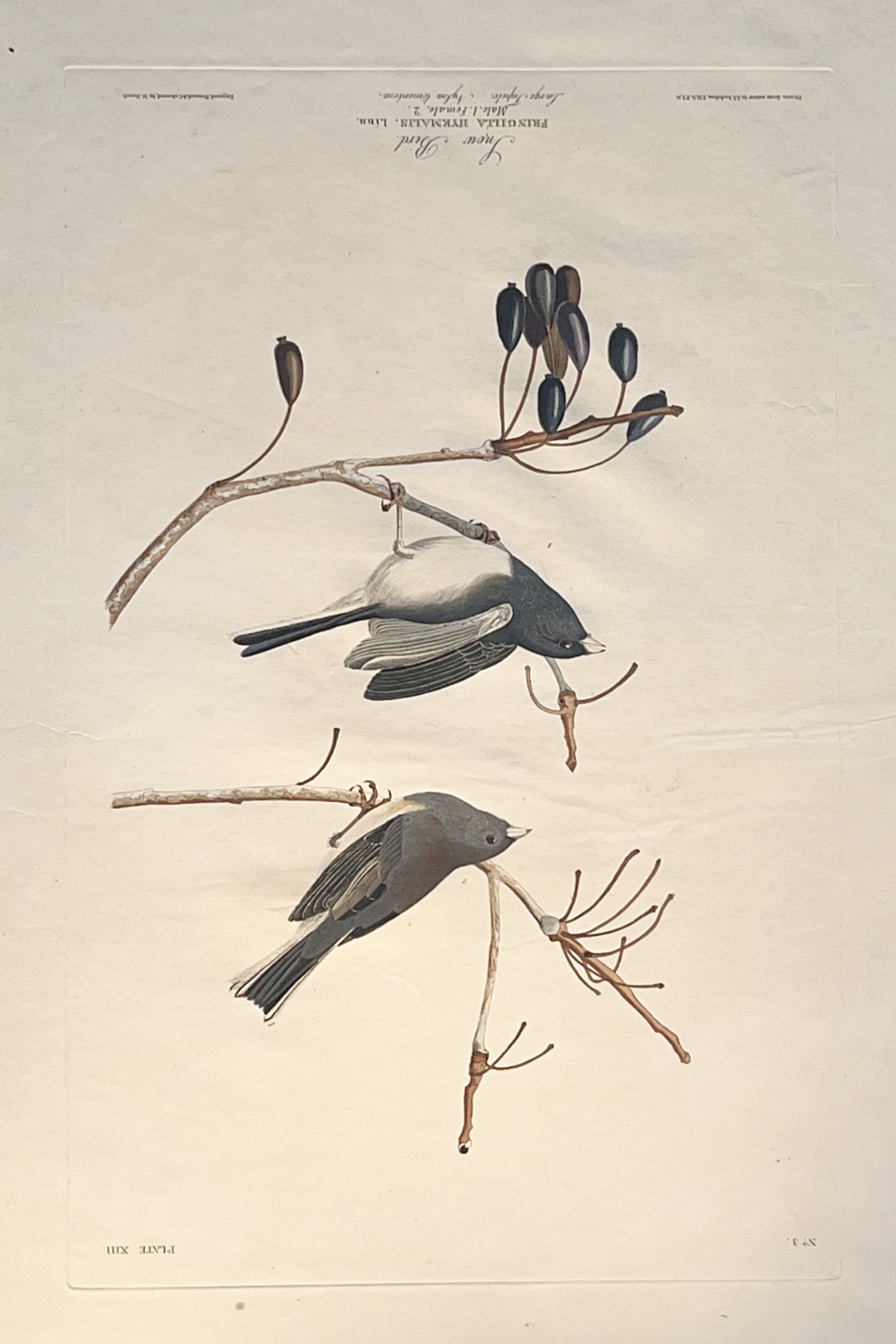 Image of Audubon print of Dark-Eyed Junco