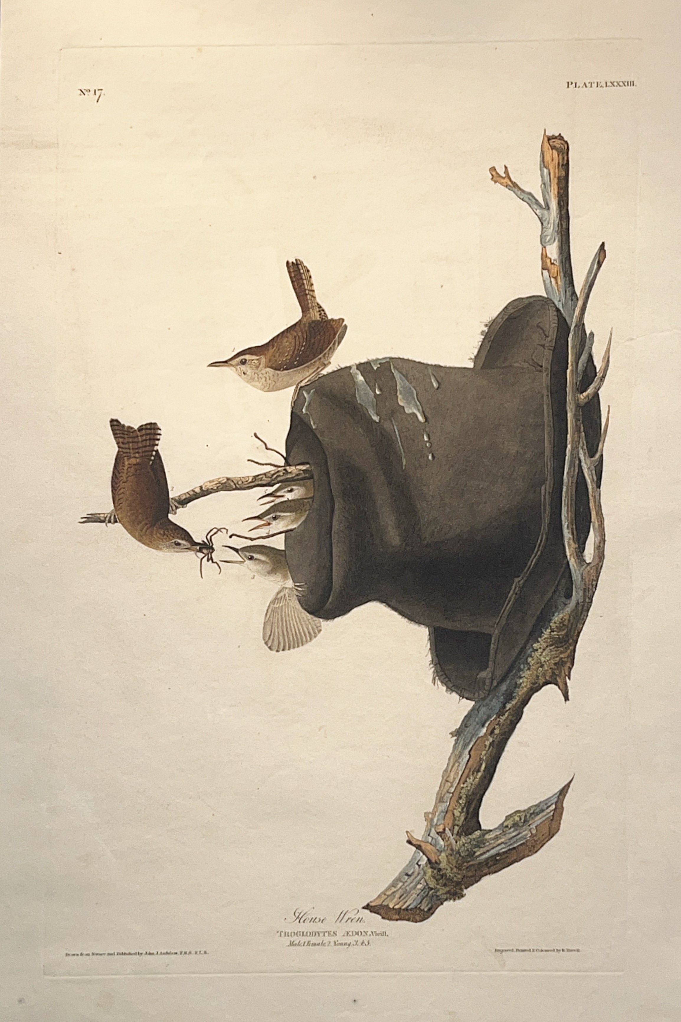 Image of Audubon print of House Wren