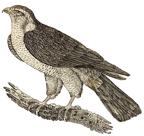 goshawk